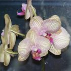 Orchidee