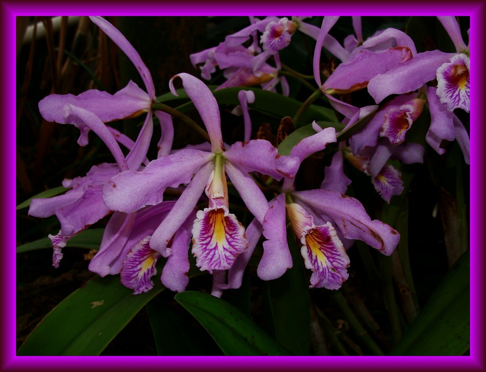 Orchidee 12