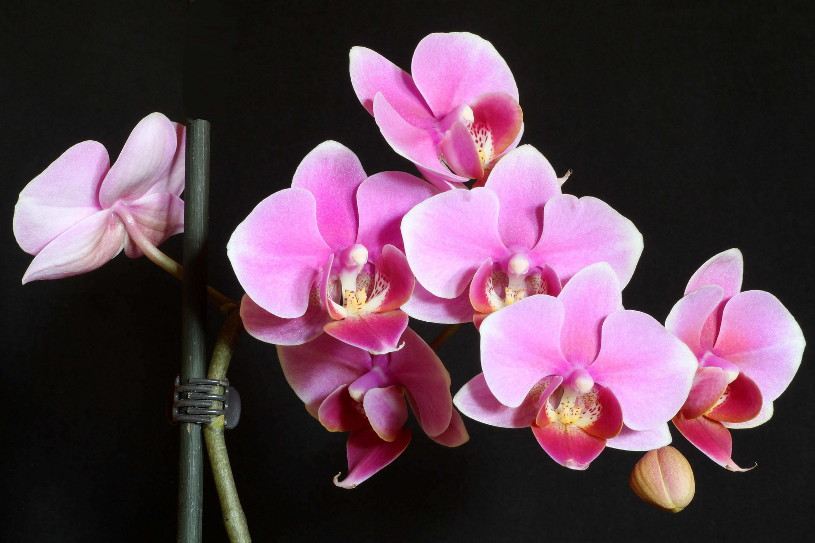 Orchidee (12)