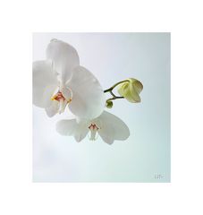 Orchidee