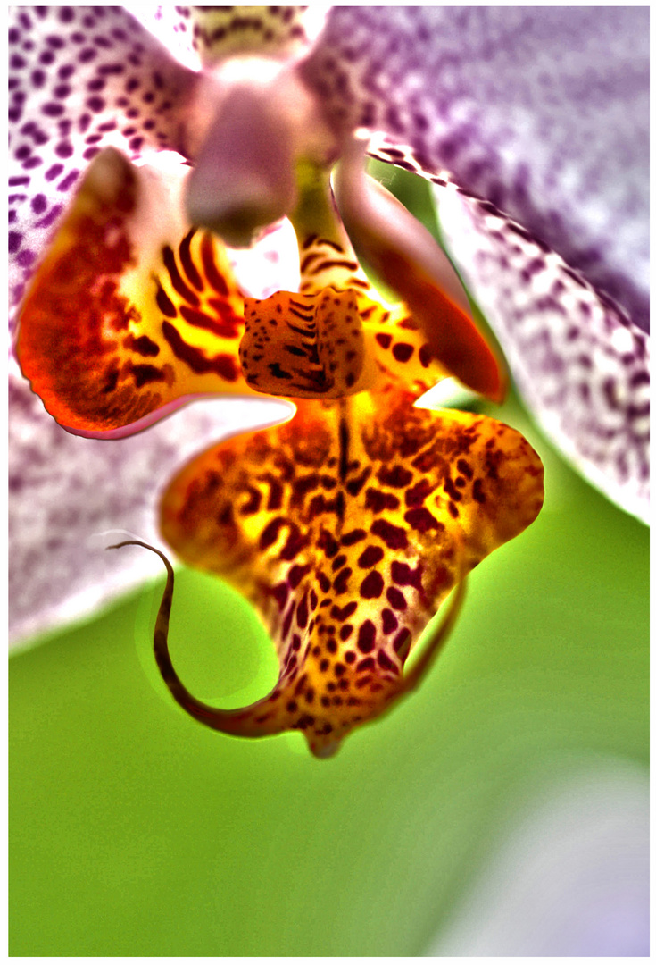 Orchidee