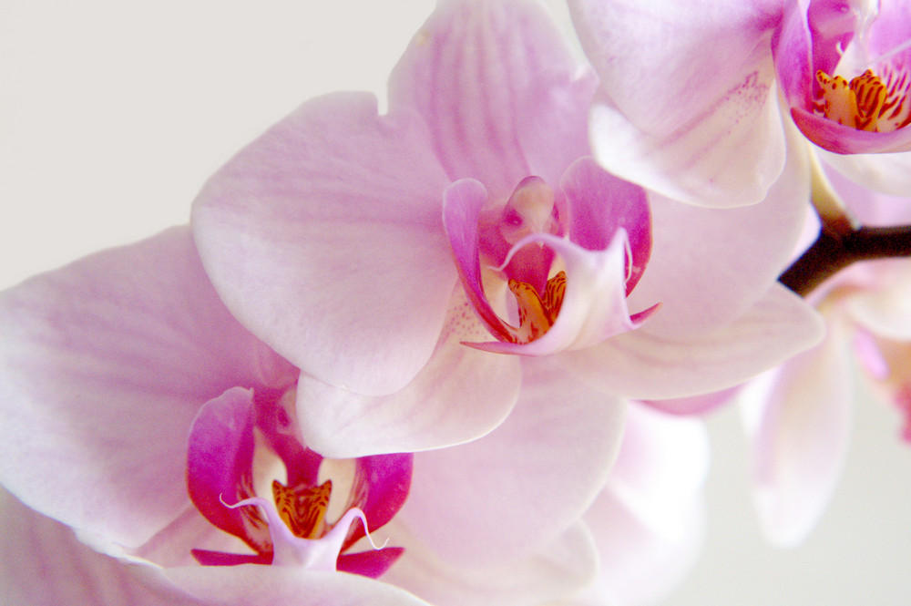 Orchidee