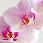 Orchidee