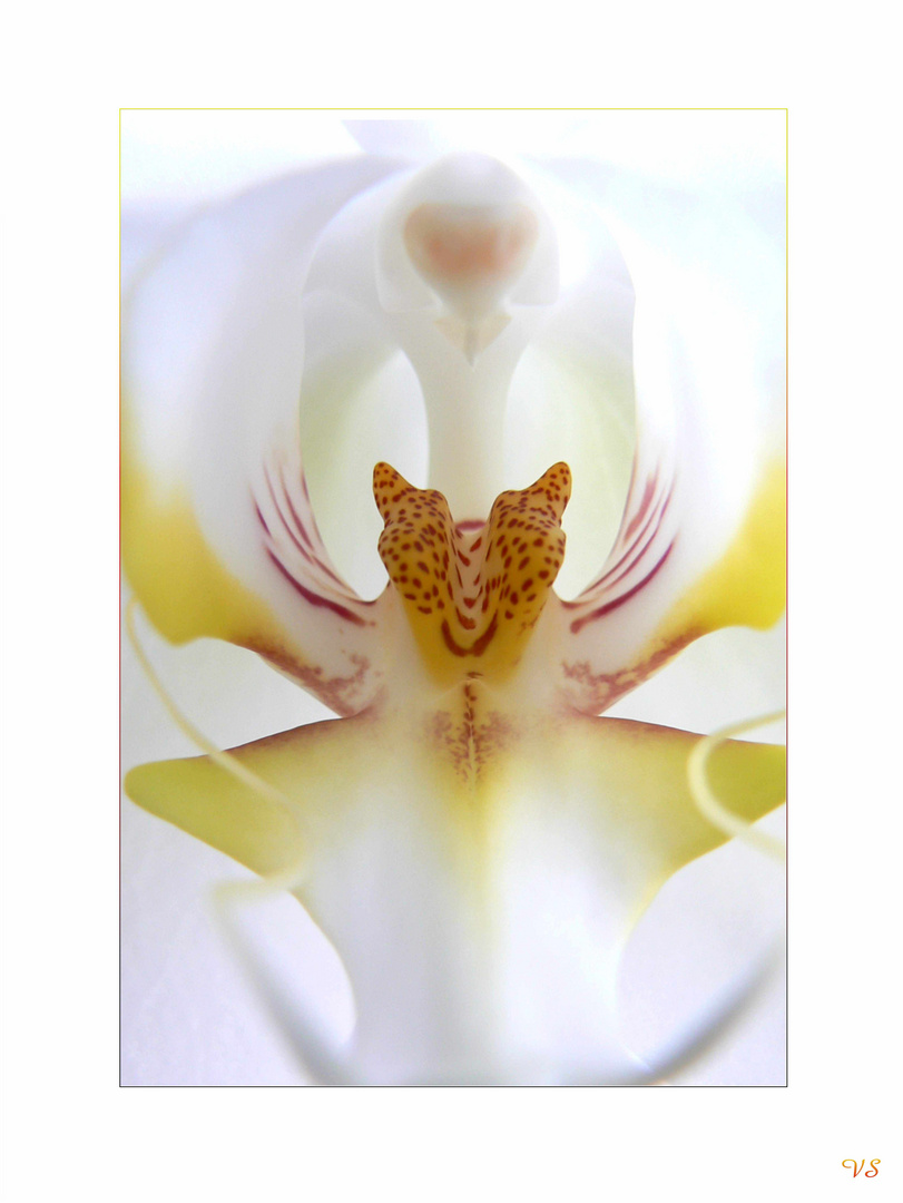 Orchidee