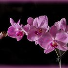 ~~ Orchidee ~~