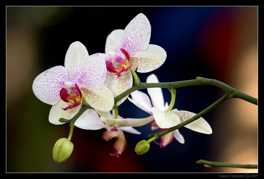 Orchidee - 13