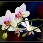 Orchidee - 13
