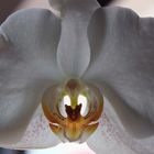 Orchidee