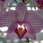 Orchidee