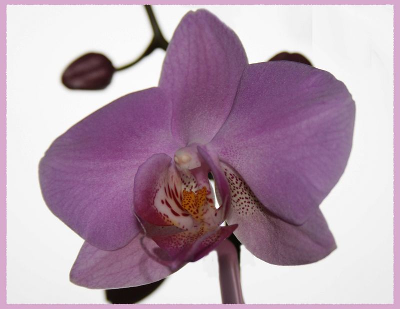 Orchidee