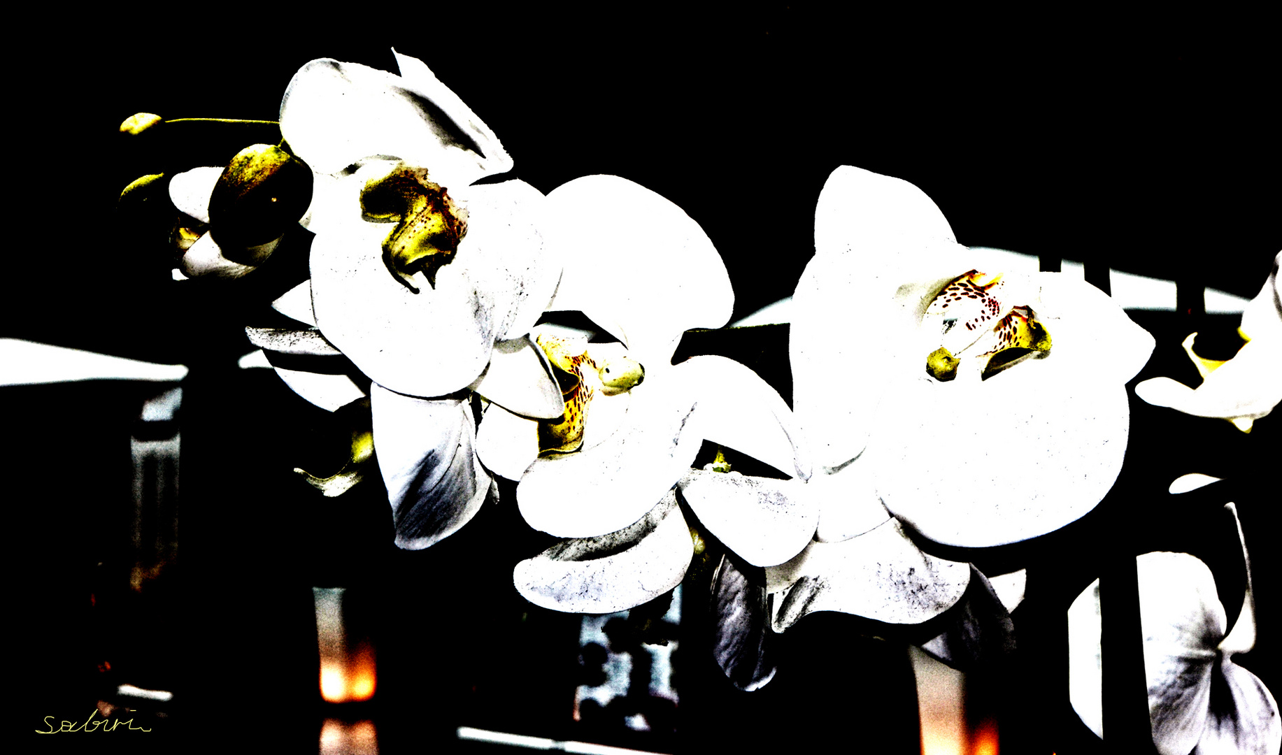 Orchidee 