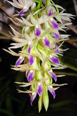 Orchidee 14
