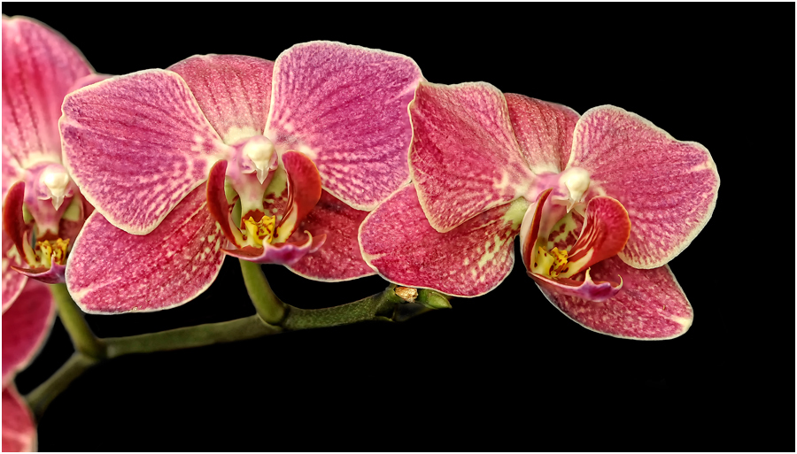 Orchidee 14