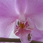 Orchidee, 14.01.2017