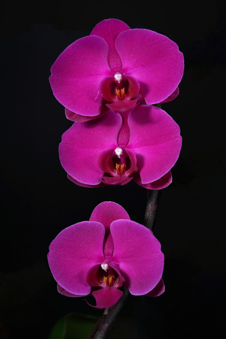 Orchidee