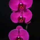 Orchidee