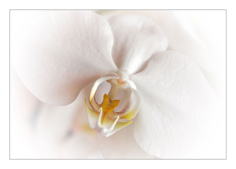 Orchidee 140909 2 B