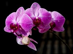 Orchidee