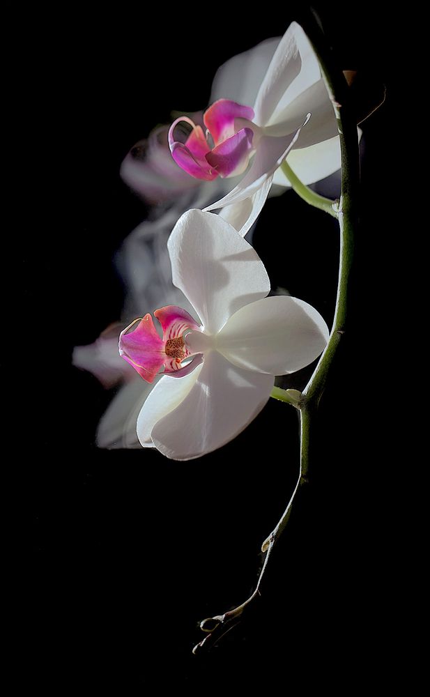 Orchidee