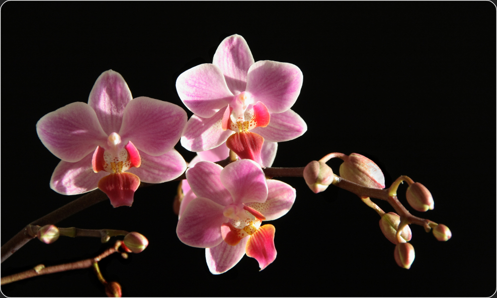 Orchidee