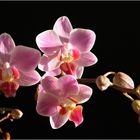 Orchidee