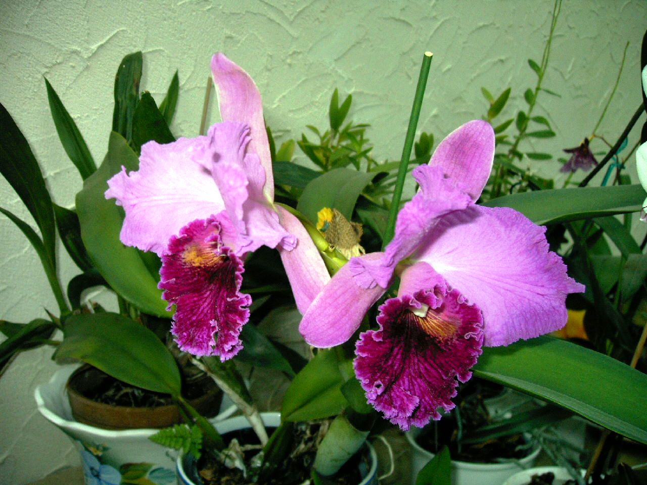 Orchidee