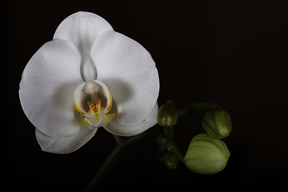 Orchidee