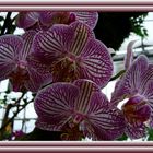 Orchidee 15