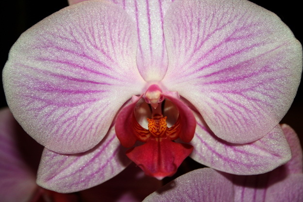 Orchidee