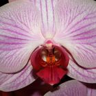 Orchidee