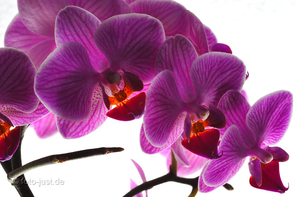 Orchidee