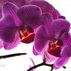 Orchidee