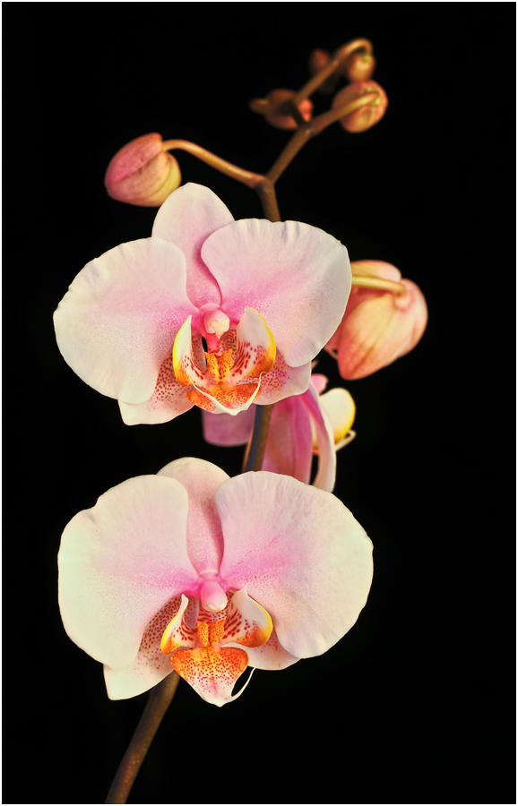 Orchidee 16