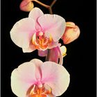 Orchidee 16