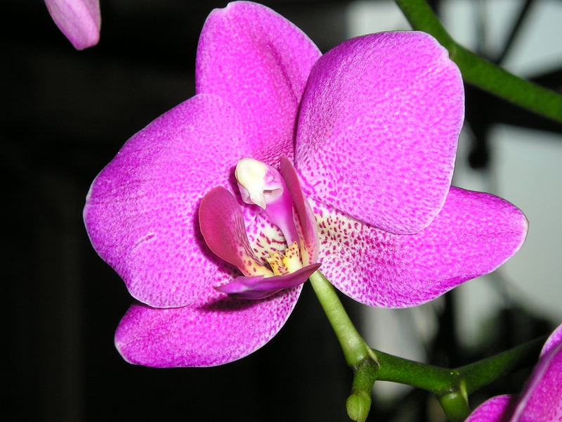 Orchidee