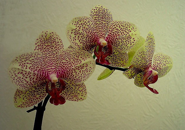 Orchidee