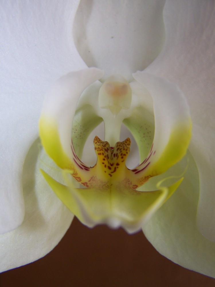 Orchidee