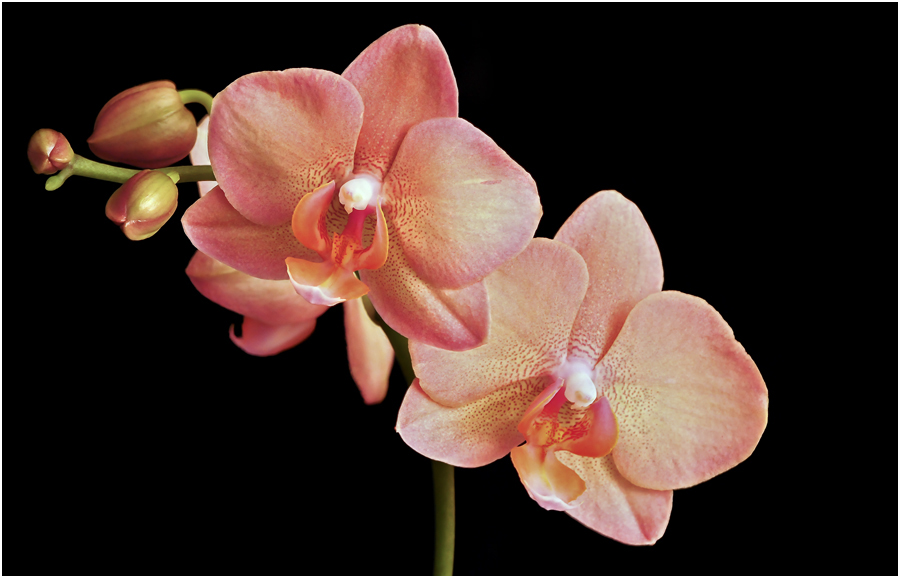 Orchidee 17