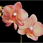 Orchidee 17
