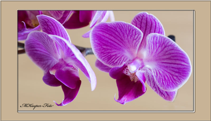 Orchidee