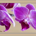 Orchidee