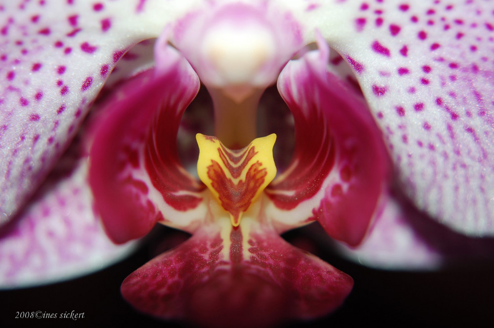 Orchidee