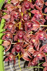 Orchidee 18