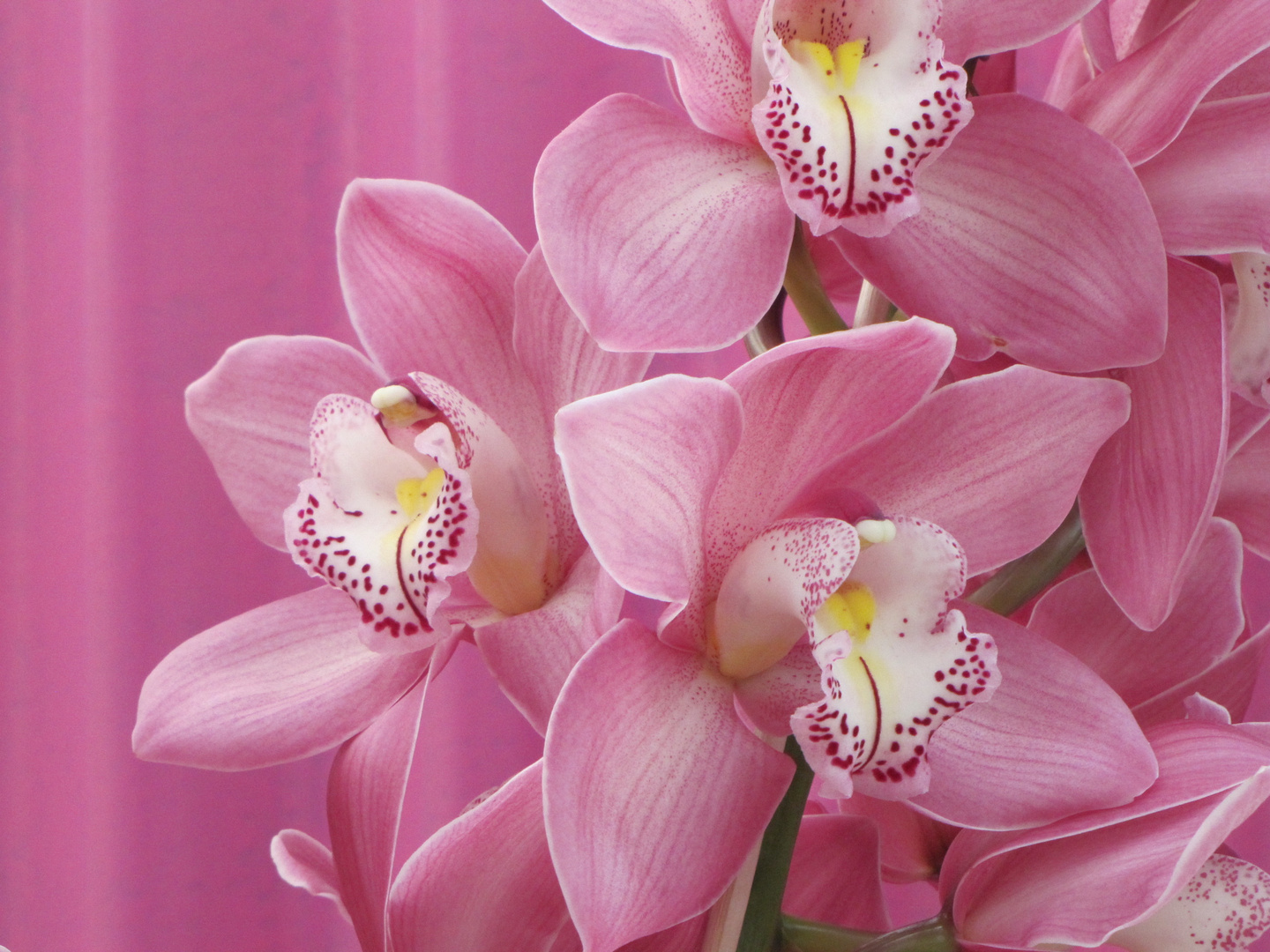 Orchidee