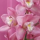 Orchidee