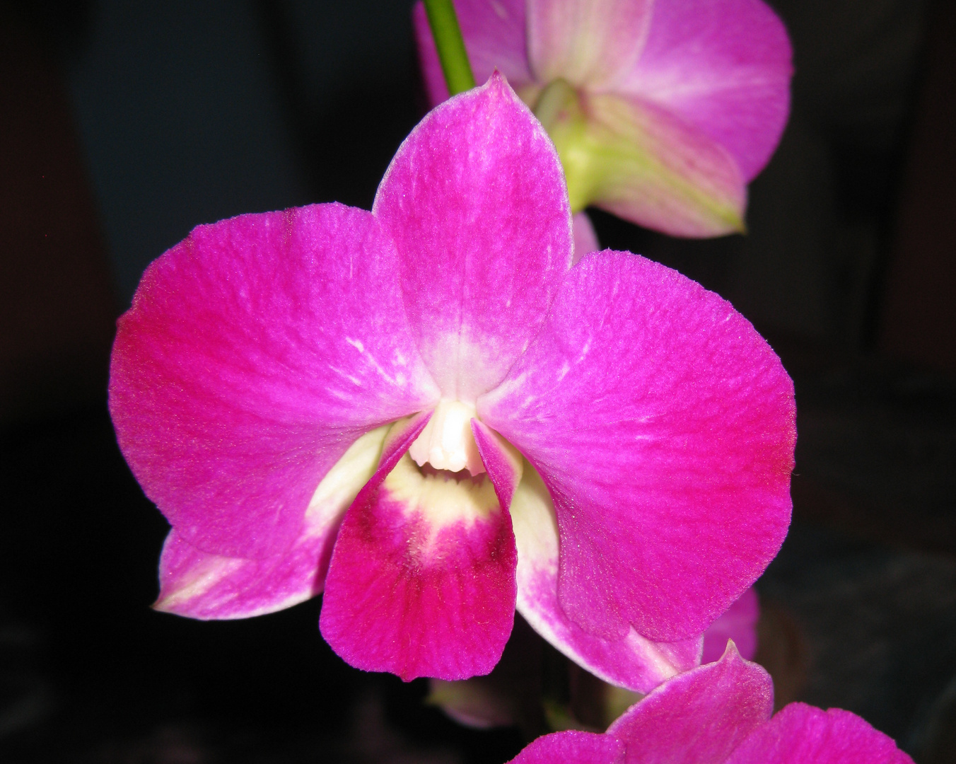 Orchidee, 19.11.2011