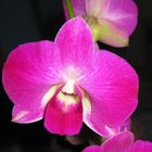 Orchidee, 19.11.2011