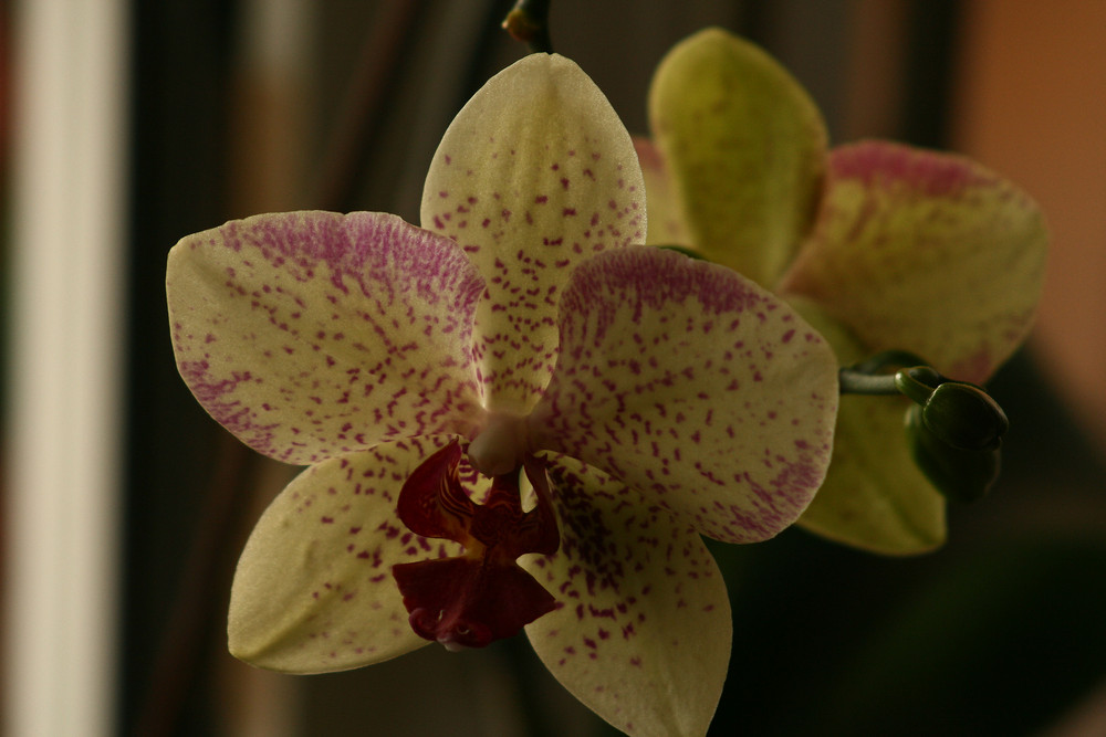 Orchidee