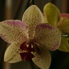 Orchidee