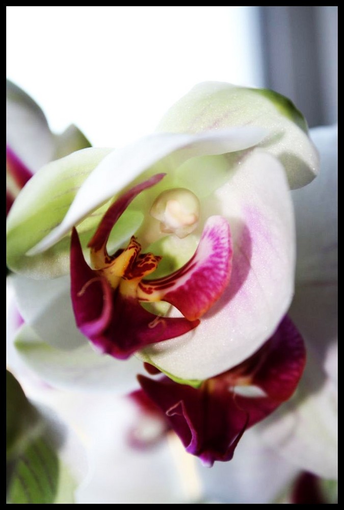 Orchidee! :)